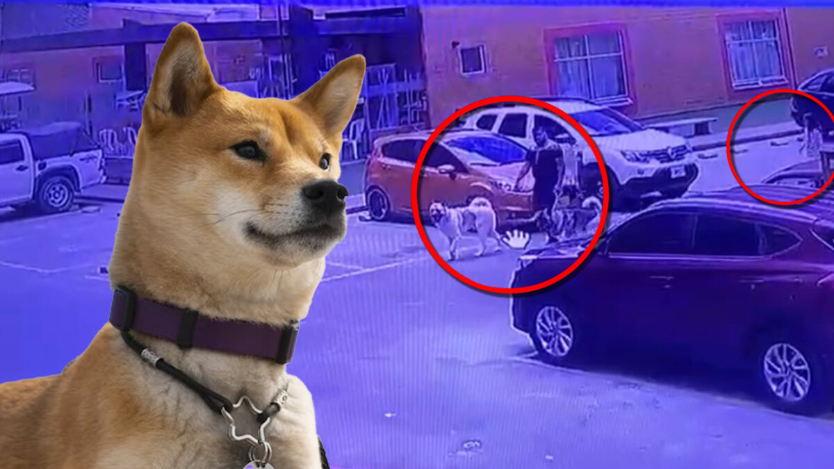 Terrible ataque de perro a una niña de 7 años en Ciudad Bolívar Ver las imágenes de las lesiones que le causó un perro de raza Akita japonés a una menor de tan solo 7 años le desgarra el alma a cualquiera.