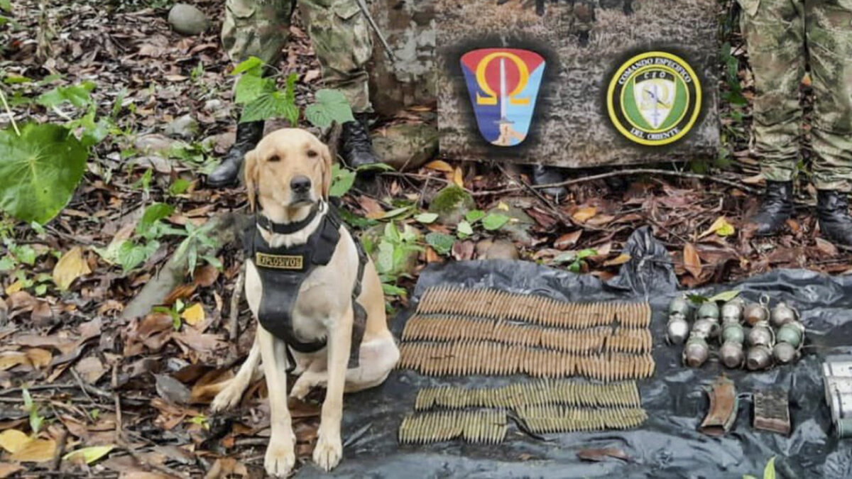 Un perrito falleció tras detectar explosivo en el Meta El perrito falleció tras detectar un artefacto explosivo colocado en zona urbana del municipio de Puerto Rico, Meta.