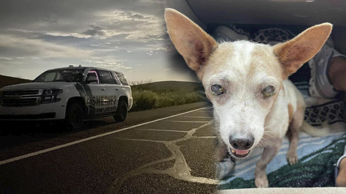 Abandonan a perrito anciano y ciego en plena carretera Una mujer abandonó a su perrito ciego en una alejada carretera.