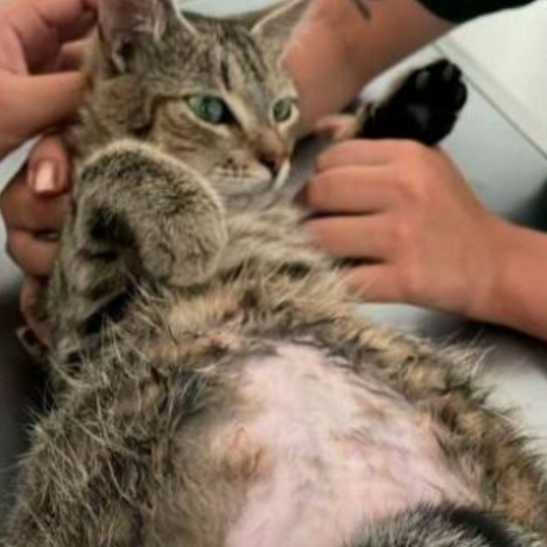 ¡Aberrante! Habitante de calle abusó de una gata embarazada Habitante de calle abusó de una gatica embarazada. Esta es la aberrante historia.