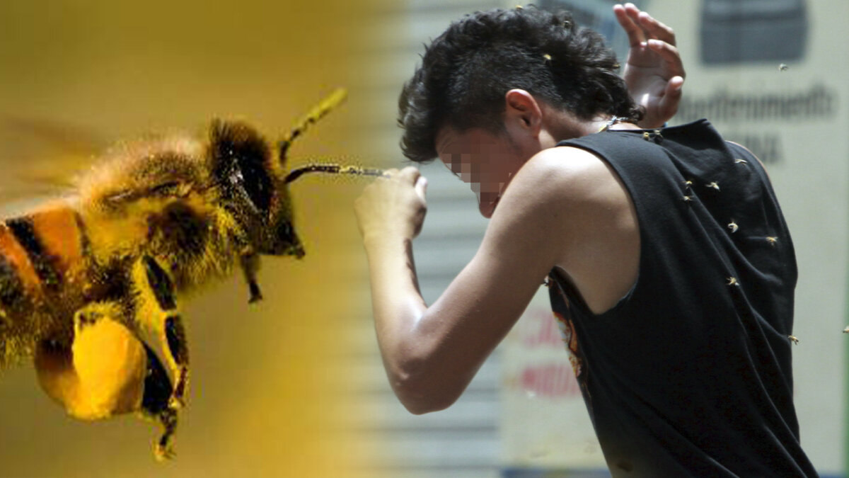 Feroz ataque de abejas deja una persona en grave estado de salud En el municipio de Tabio se presentó una emergencia por cuenta de un ataque de abejas en la vereda Lourdes, en el hecho un hombre de 50 años terminó en grave estado de salud y varios animales domésticos resultaron lastimados.