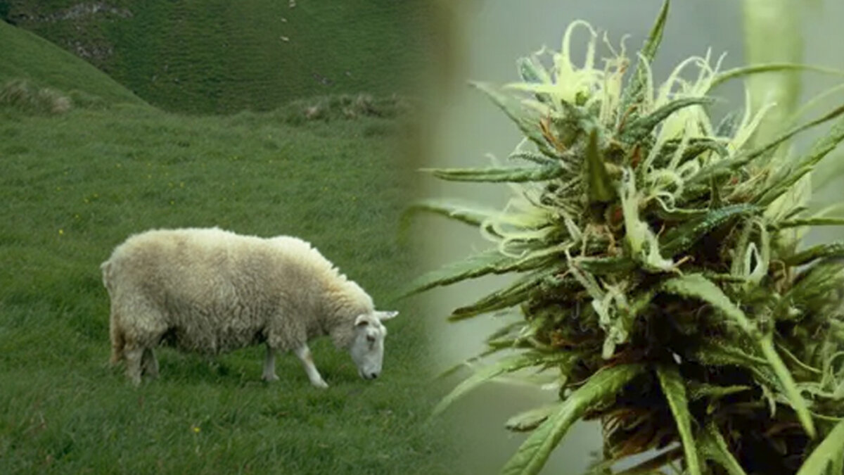 Ovejas se comieron por error 100 kilos de marihuana El rebaño de ovejas entró en un invernadero de cannabis medicinal en busca de alimento, ante la falta de pastos por el clima en Grecia. Los animales fueron atendidos oportunamente por los servicios veterinarios.