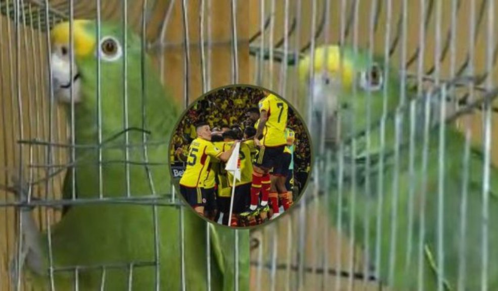 Este es el loro que canta los goles de La Selección Colombia Este es el loro que es capaz de narrar goles.