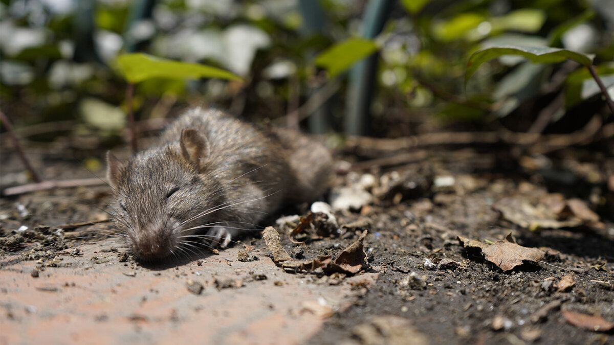 Alerta por presencia de ratas en Bogotá En las últimas semanas cientos de ciudadanos de varias localidades han visto con preocupación un evidente aumento en el número de roedores que cohabitan la capital.