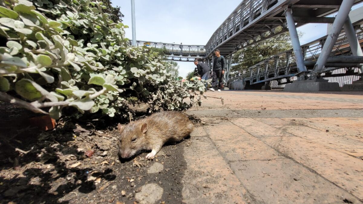 Alerta por presencia de ratas en Bogotá En las últimas semanas cientos de ciudadanos de varias localidades han visto con preocupación un evidente aumento en el número de roedores que cohabitan la capital.