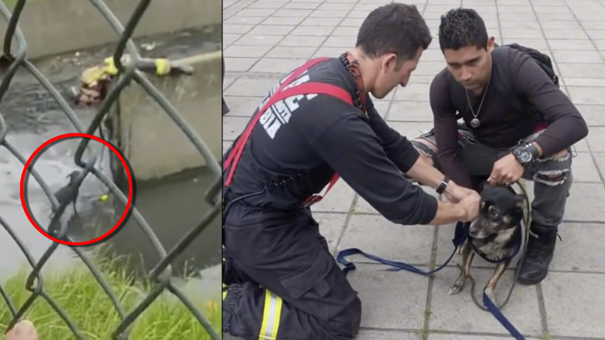 Conmovedor rescate de un perrito en Engativá Este es el momento en el que bomberos rescata a un perrito que había quedado atrapado en un canal de aguas negras en Engativá. Vea el video aquí.
