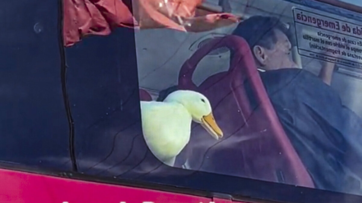EN VIDEO: Pillan a un pato viajando en TransMilenio Un pequeño patico blanco se volvió la sensación en redes, luego de que fuera captado viajando en un bus de TransMilenio.