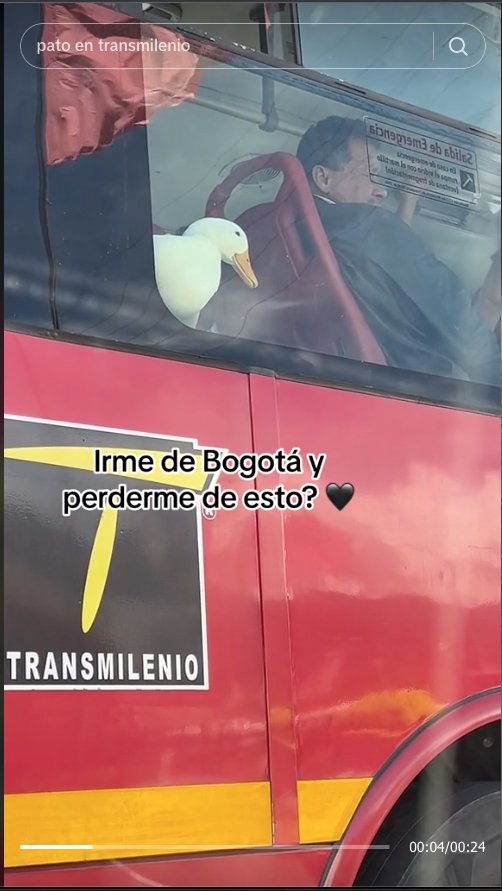 EN VIDEO: Pillan a un pato viajando en TransMilenio Un pequeño patico blanco se volvió la sensación en redes, luego de que fuera captado viajando en un bus de TransMilenio.