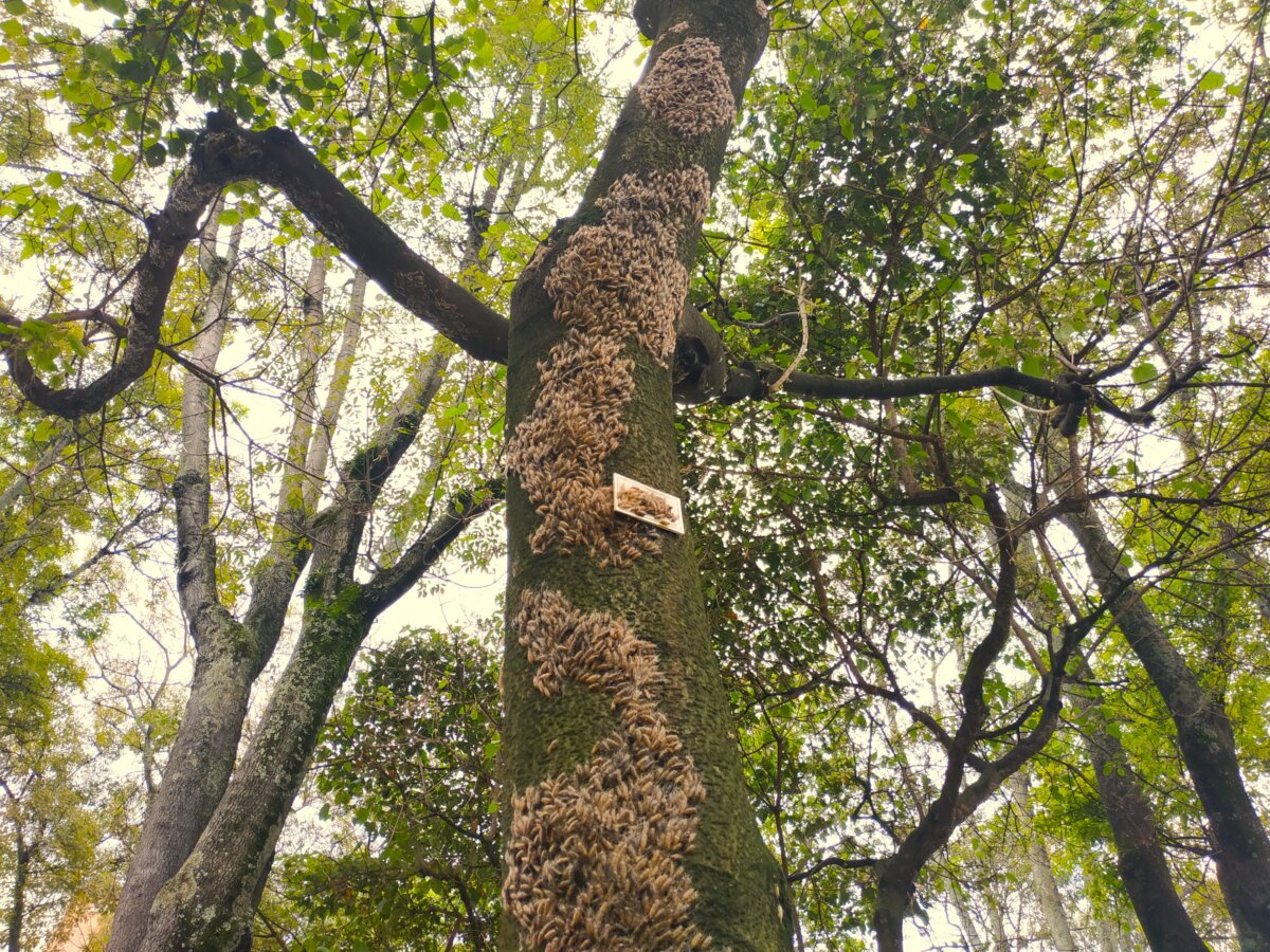 Los árboles más representativos de Bogotá se encuentran en riesgo a causa de plagas Insectos, hongos, bacterias y otras plagas ponen en riesgo la salud de varias especies de árboles en Bogotá, entre ellos el falso pimiento y el sangregado, uno de los más representativos de la capital.