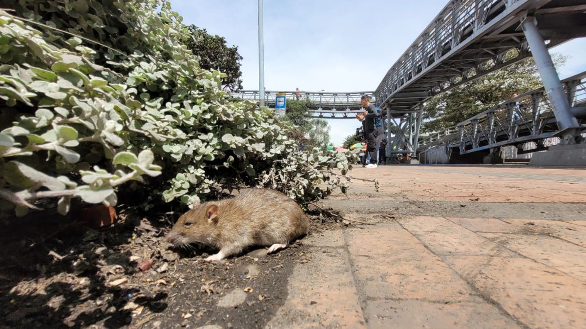 ¡Nos llenamos de ratas! La preocupación de los habitantes de Bogotá se incrementa con la proliferación de ratas que hay en diferentes localidades de la ciudad.