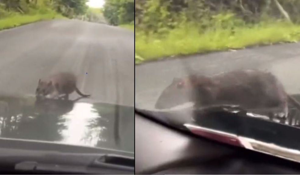 Video viral: Rata aparece en el capó del auto de un hombre mientras conducía Kevin Coop decidió grabar el insólito momento de encontrarse con una rata en su carro, asimismo subió el video en las redes sociales mientras se encontraba en Roscoe, Nueva York.