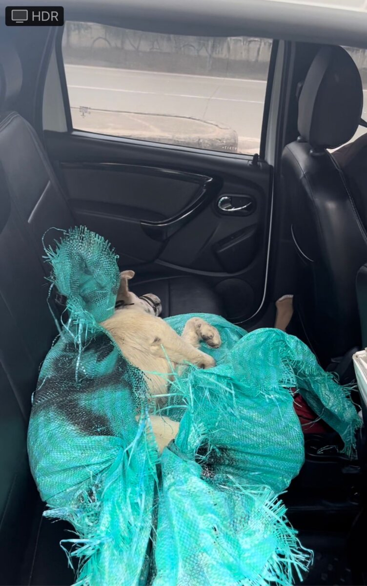 Desalmado lanzó a un perrito desde el puente de la Autopista Sur Recientemente se conoció que un perrito fue lanzado desde el Puente de la Autopista Sur, sin embargo, pese a que fue auxiliado, necesita ser intervenido quirúrgicamente.