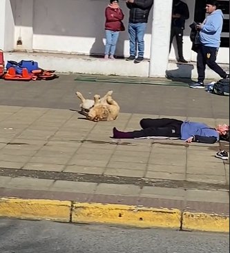 Enternecedora actuación de un perrito en un simulacro En video quedó registrada la gran actuación de un perrito durante el simulacro de un accidente.