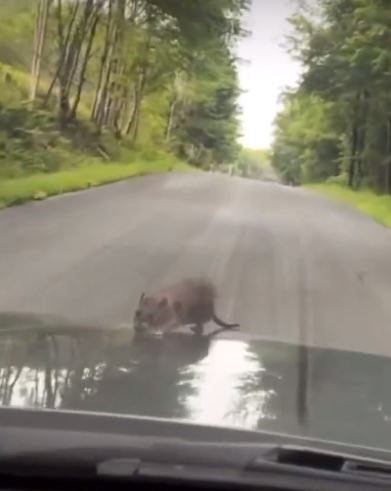 Video viral: Rata aparece en el capó del auto de un hombre mientras conducía Kevin Coop decidió grabar el insólito momento de encontrarse con una rata en su carro, asimismo subió el video en las redes sociales mientras se encontraba en Roscoe, Nueva York.