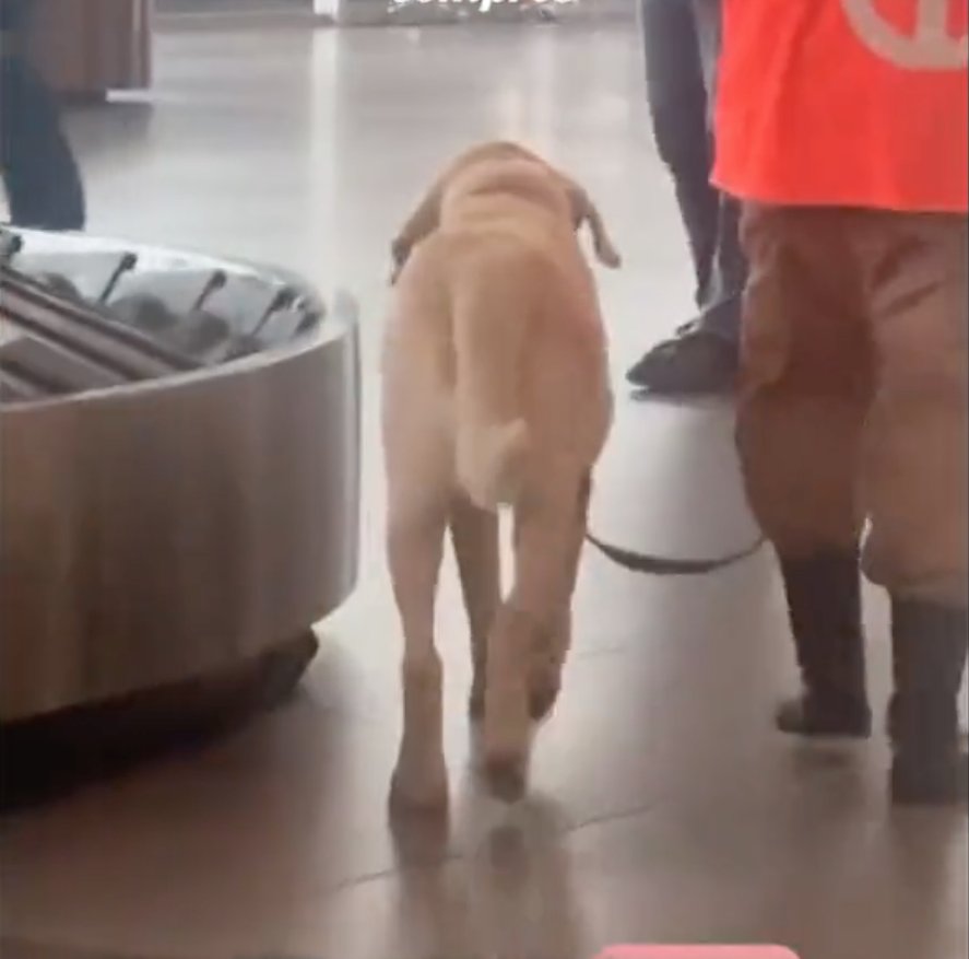 Conmoción por muerte de perrito que trabajaba en el aeropuerto El Dorado: denuncian negligencia Limonar, como era el nombre del perrito, falleció recientemente. Su caso había sido denunciado por maltrato animal.