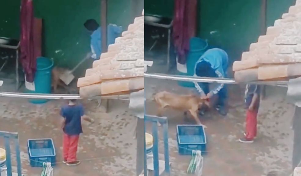 Desalmado golpeó con una pala a un perrito en Soacha #AsíPasó Un indignante caso de maltrato animal se presentó recientemente en el vecino municipio de Soacha, donde al interior de una vivienda captaron a un hombre golpeando a un perrito con una pala.