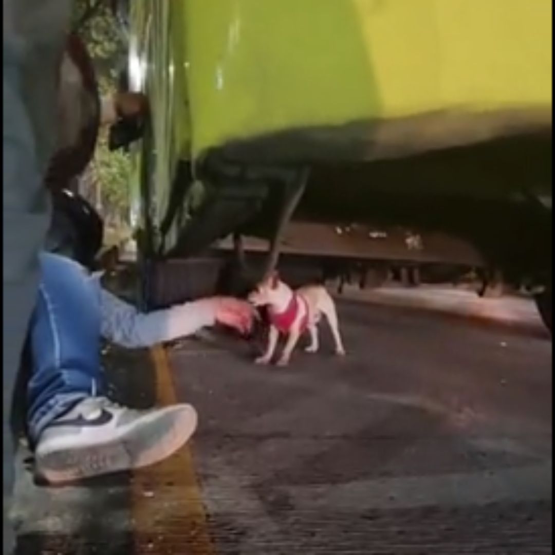 Paran el tráfico para rescatar a perrito que se encontraba tendido en plena autopista Un conductor detuvo la marcha para no arrollar a un perro de raza pequeña que se encontraba en plena autopista.