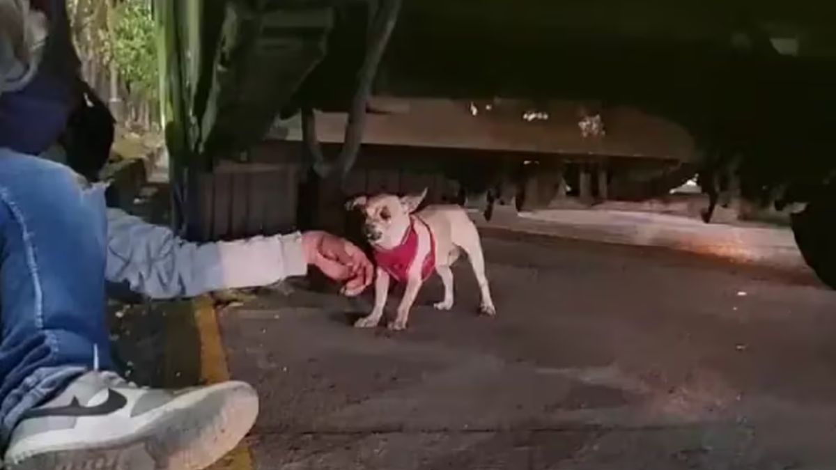 Paran el tráfico para rescatar a perrito que se encontraba tendido en plena autopista Un conductor detuvo la marcha para no arrollar a un perro de raza pequeña que se encontraba en plena autopista.