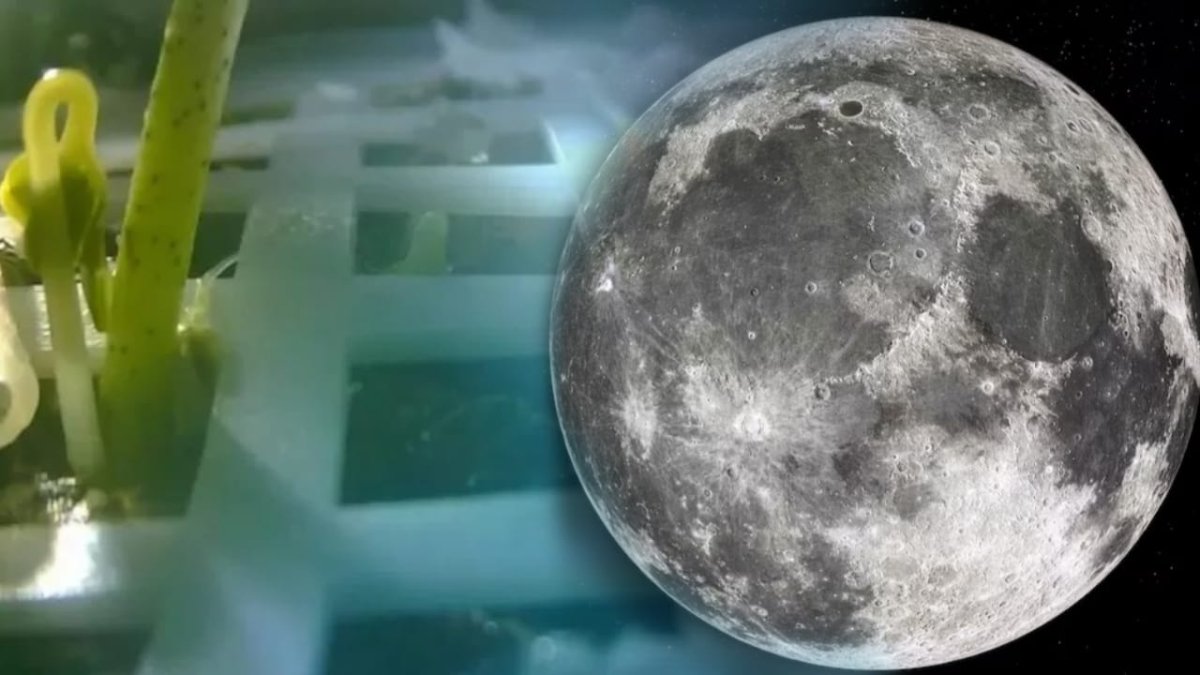 Experimento espacial confirma la posibilidad de cultivar plantas en la Luna Se podría cultivar plantas en la Luna. Les contamos.