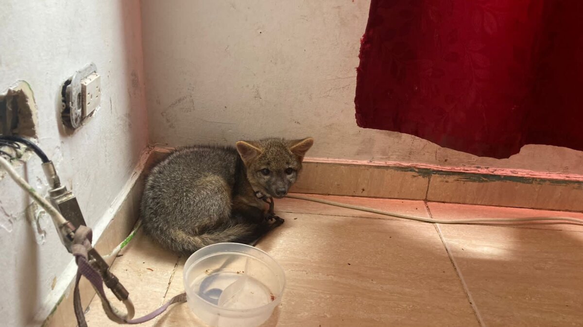 ¡Insólito! Familia en Bosa tenía como mascota a un zorro Las autoridades rescataron un pequeño zorro que era tenido ilegalmente como mascota en una vivienda de la localidad de Bosa.