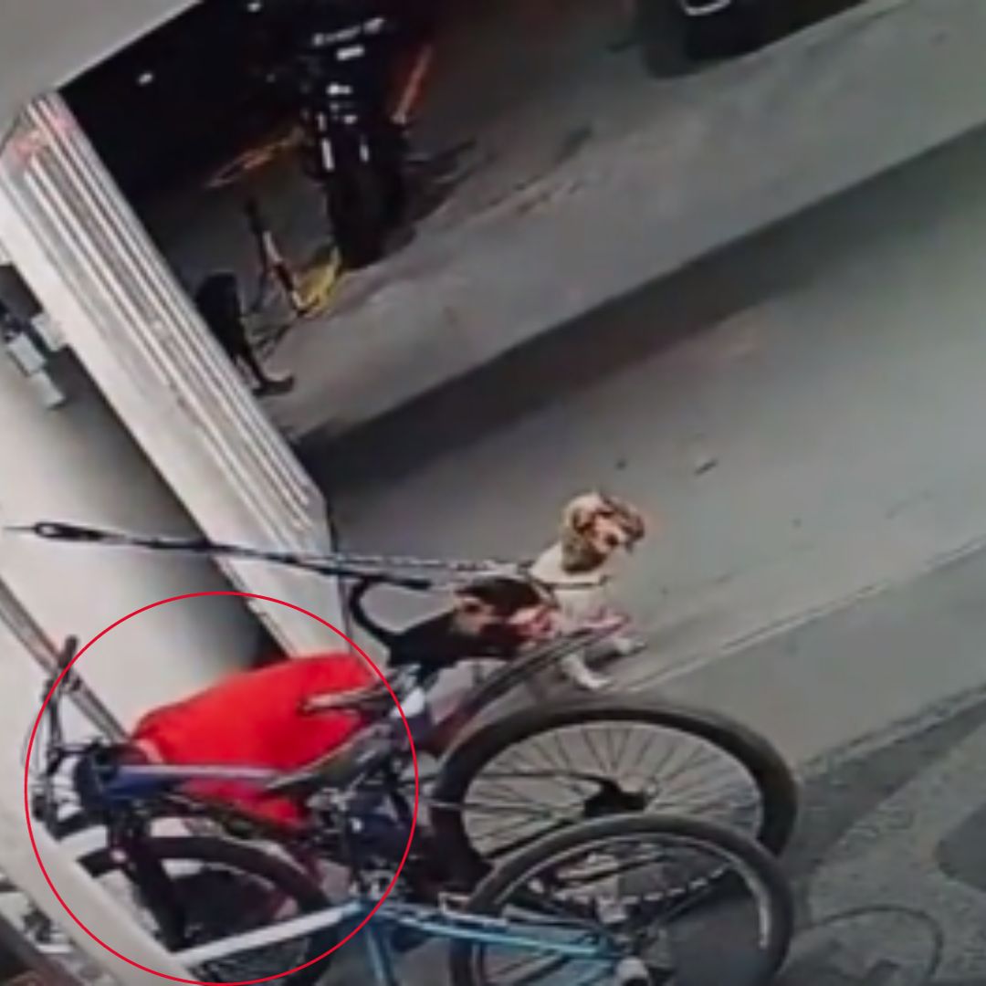 ¡Pilas! Así se robaron una bicicleta de un supermercado en Fontibón En un video que se ha compartido en redes sociales, quedó registrada la forma en la que delincuentes se roban las bicicletas que dejan las personas aseguradas antes de ingresar a un supermercado.