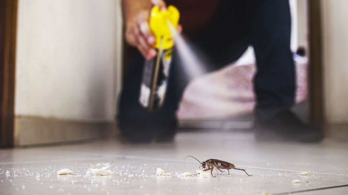 Hombre terminó quemando toda su casa mientras intentaba matar una cucaracha En Japón, la historia de un hombre se hizo viral por el curioso método que utilizó para exterminar al insecto que terminó en desastre.