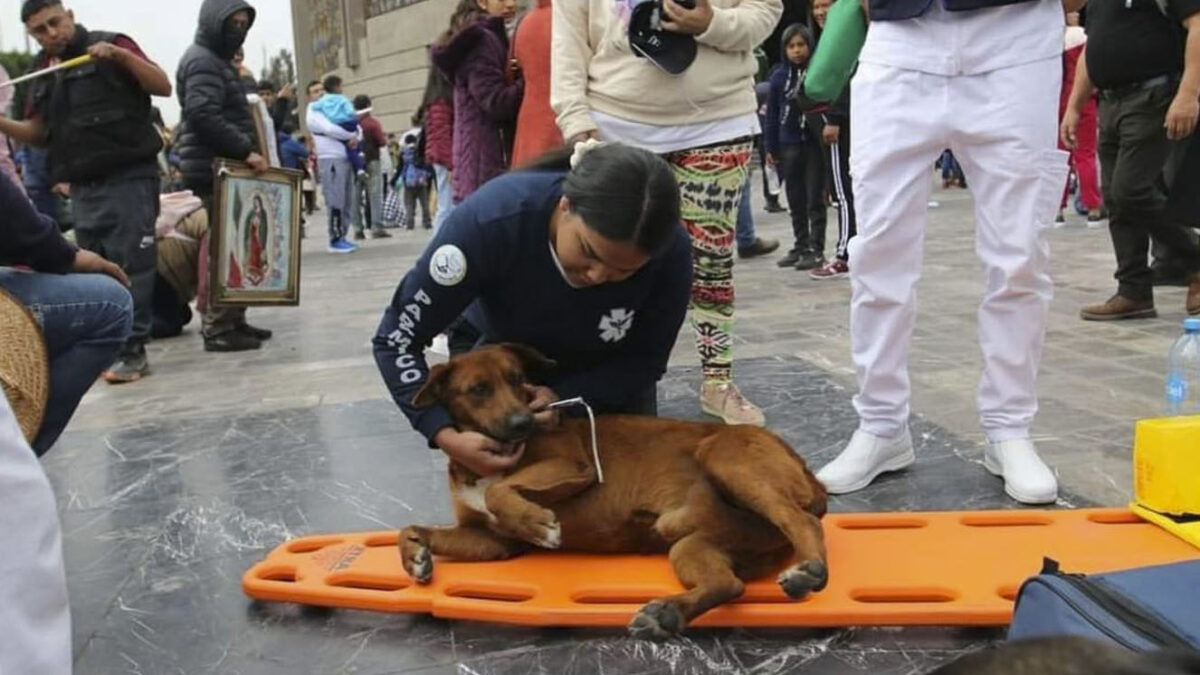 Paramédicos auxiliaron a perrito que se desmayó en una iglesia El perrito se desmayó luego de un largo recorrido que hizo en una celebración religiosa.