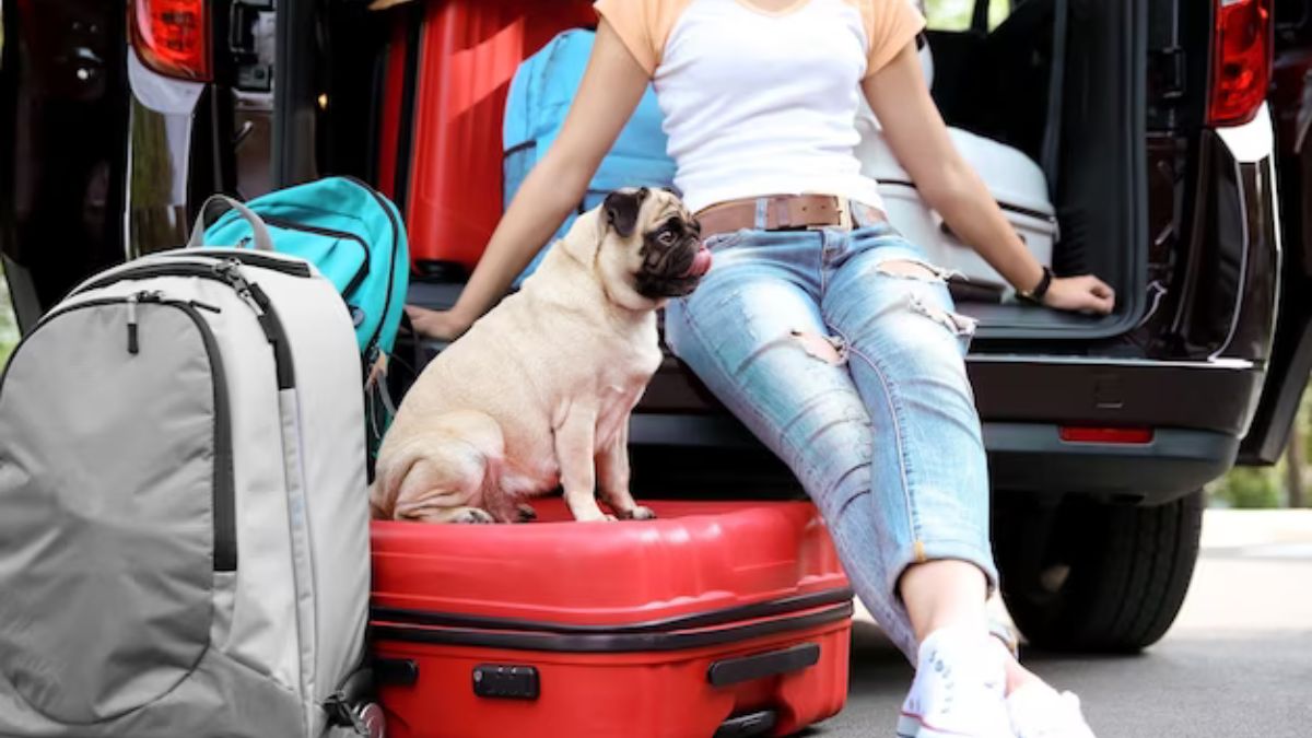 Tips para salir de viaje por carretera con la mascota Bien se dice que las mascotas son un integrante más de la familia y con la misma importancia de los demás. Por eso, ¿quién quiere dejarlos en vacaciones?