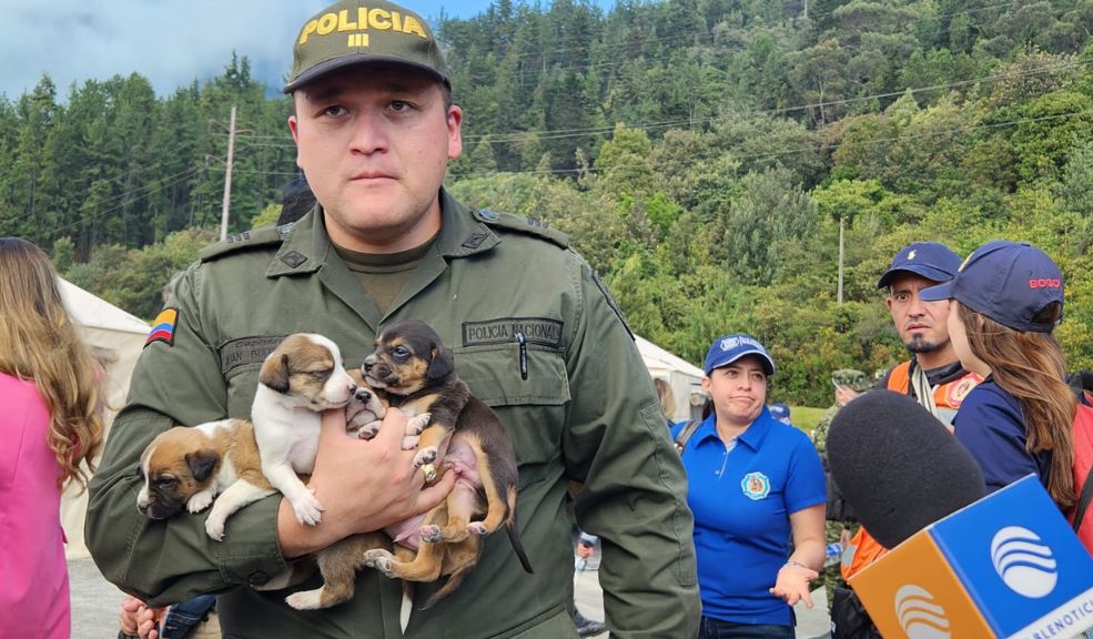 Rescatan a 16 perritos que se encontraban en el cerro El Cable Recientemente se dio a conocer el rescate de 16 cachorros que se encontraban en el cerro El Cable, muy cerca de la zona donde se presenta una fuerte conflagración.