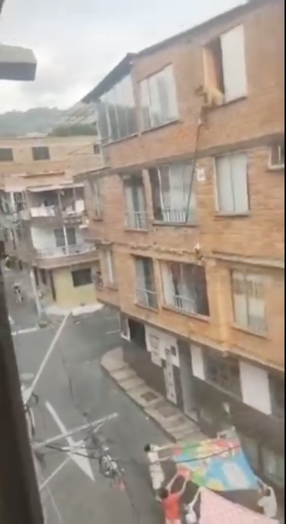 EN VIDEO: Conmovedor rescate de gatico atrapado en una ventana La comunidad unió fuerzas para rescatar a un gatico atrapado en la ventana de un apartamento.