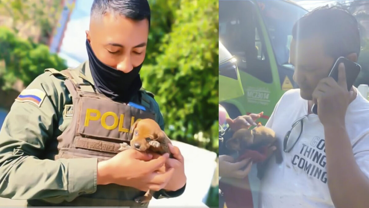 EN VIDEO: Policía rescata un cachorro en un río y ciudadano lo adopta En un noble acto, un ciudadano alertó a un uniformado sobre la presencia de un cachorro en el río Cali. Así fue el rescate del peludito.