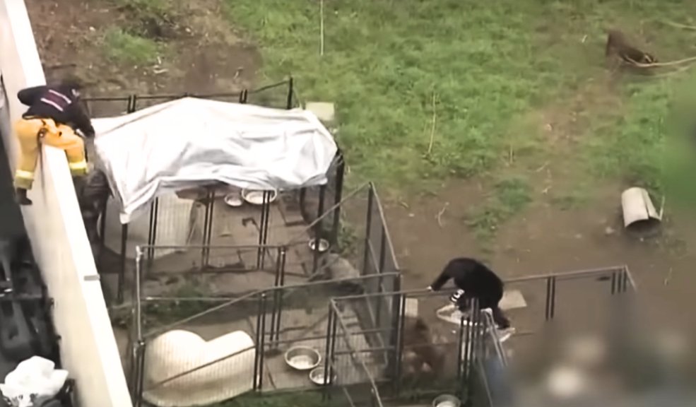 Hombre murió devorado por sus perros pitbull El hombre de 35 años fue hallado sin vida en el patio de su propia casa, en Compton, California, Estados Unidos.