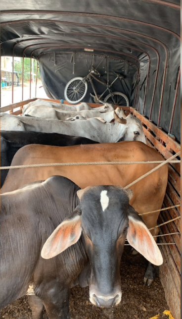 Cayeron tres pillos por robo de ganado en Cundinamarca Los delincuentes amordazaron a los trabajadores de una finca para robar el ganado.