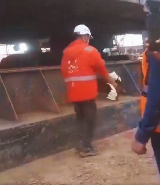 Denuncian a trabajadores que matan gallina en obra del Metro Un indignante hecho de maltrato animal se viralizó recientemente en redes sociales, en donde se ve a un trabajador del Metro Bogotá rociar sangre de una gallina a una estructura de la construcción.