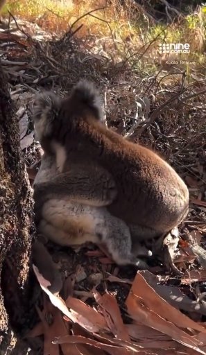 EN VIDEO: Conmovedor momento en el que un koala llora por la muerte de su compañera Un grupo de rescate animal en Australia divulgó el video de un koala macho que llora por la muerte de su compañera al pie de un árbol.