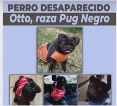 Pillos se robaron camioneta con perrito abordo en Bogotá Ni las mascotas se salvan de la ola de inseguridad por la que atraviesa Bogotá, pues en esta ocasión los delincuentes se llevaron hasta el perrito de las víctimas.