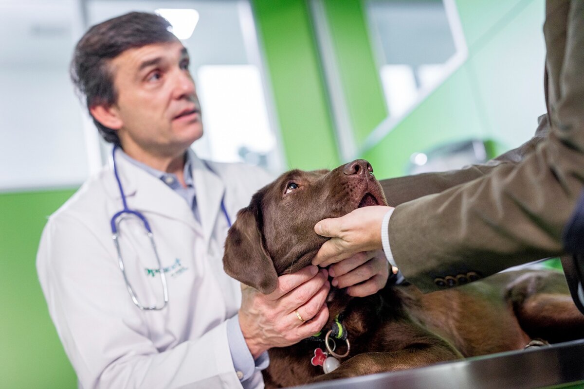 Aprenda a cuidar a su mascota de la Leptospirosis Canina La Leptospirosis Canina es una enfermedad bacteriana que puede transmitirse a los humanos a través del contacto con la orina o sangre de animales infectados, como los perros.