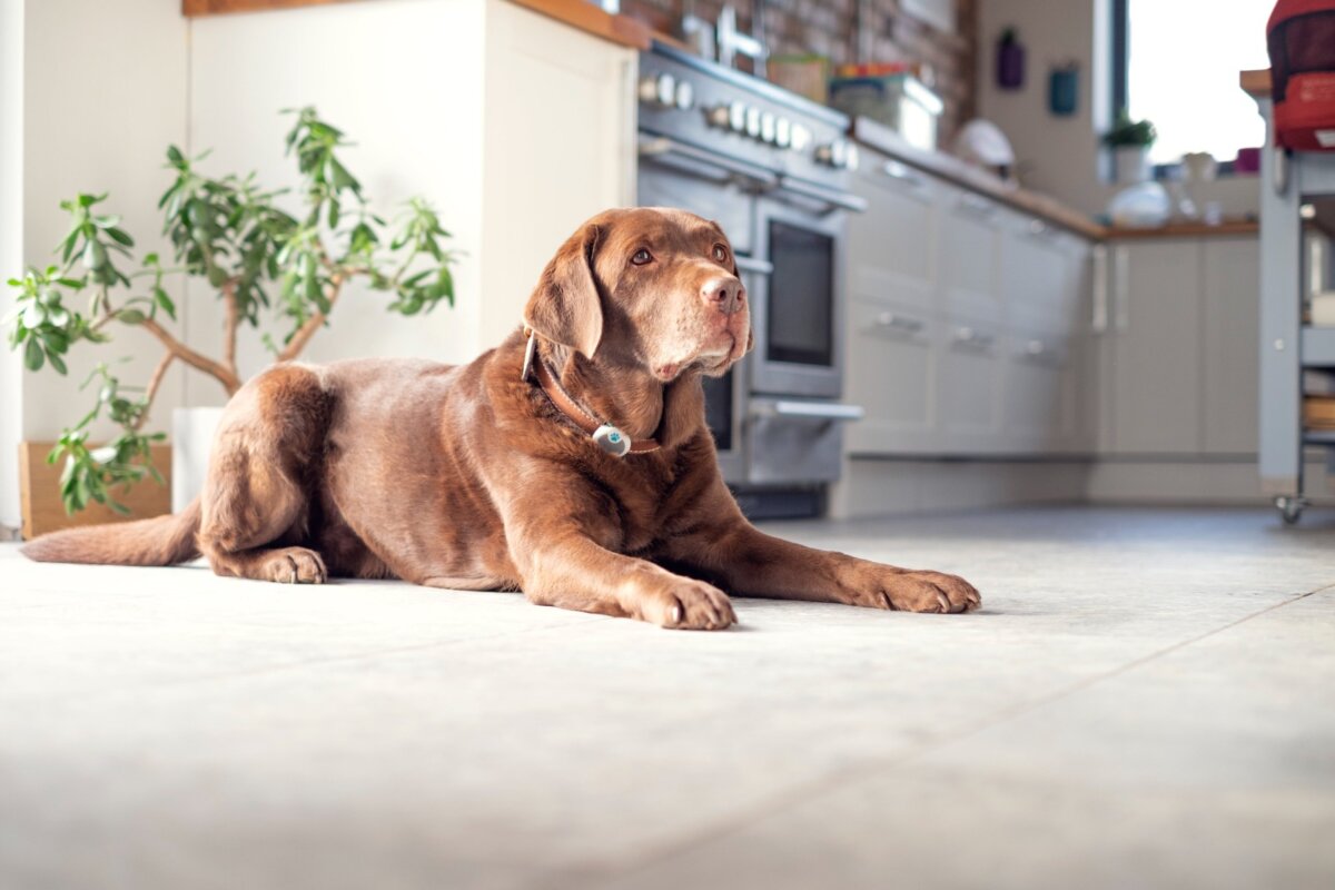 Aprenda a cuidar a su mascota de la Leptospirosis Canina La Leptospirosis Canina es una enfermedad bacteriana que puede transmitirse a los humanos a través del contacto con la orina o sangre de animales infectados, como los perros.