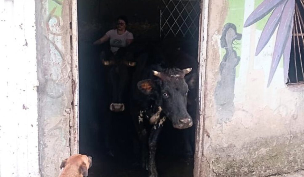 Muuuuuuuuuuchas vacas viven en una casa en San Cristóbal En una vivienda del barrio San Rafael, en la localidad de San Cristóbal, hay una historia de no creer: una familia vive con 25 vacas dentro de una casa.