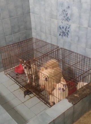 Rescatan a 39 animales de criadero clandestino en Engativá Los animales se encontraban en un precario estado físico y de salud.