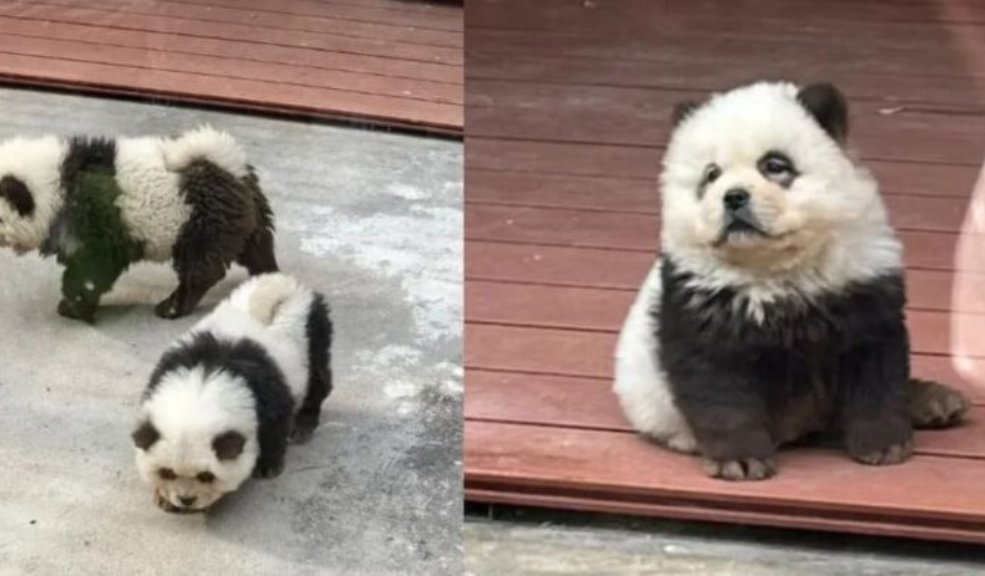 ¡Indignante! Zoológico pintaba perros para hacerlos pasar por osos pandas Según la denuncia de los visitantes, quienes compartieron videos en las redes sociales, en lugar de parecer osos pandas, los animales se asemejaban más a perros.