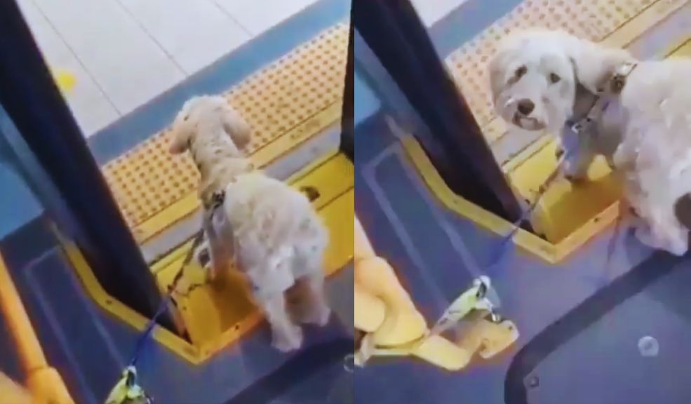 Conmovedor: perrito fue abandonado en TransMilenio y conductor lo adoptó Desalmados lo dejaron amarrado en la baranda de un bus. Esta es la historia.