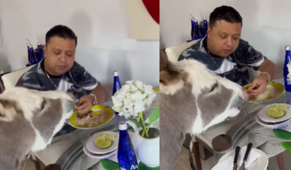 EN VIDEO: Hijo de Diomedes comparte el almuerzo con su mascota, una burra El cariño de Rafael Santos por su burra Bonita es tan grande, que no tiene reparo en compartir su plato de comida con ella.
